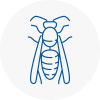 Belgravia Wasp Nest Removal